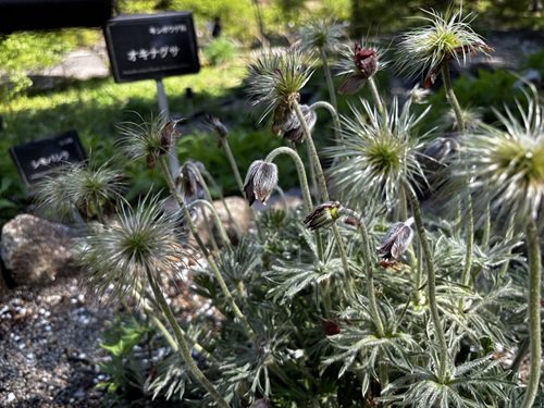 【写真２】0416 オキナグサ＠源氏の庭付近.JPG