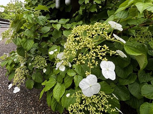 【写真５】0424 イワガラミ＠花園橋.JPG