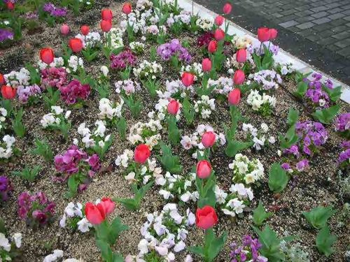 ブログ記事「爛漫（星が丘門花便りNo.184）」のサムネイル画像