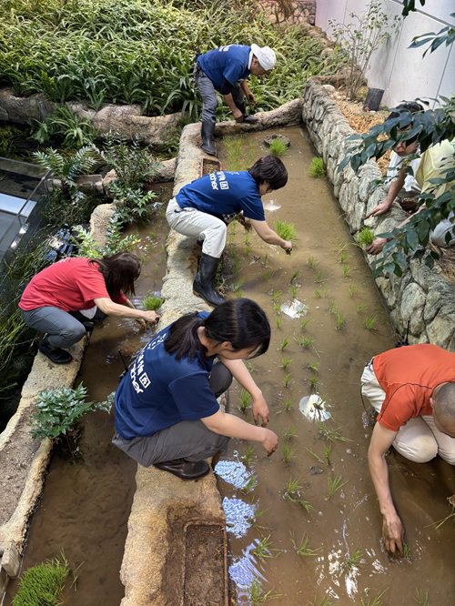田植え作業写真.JPG