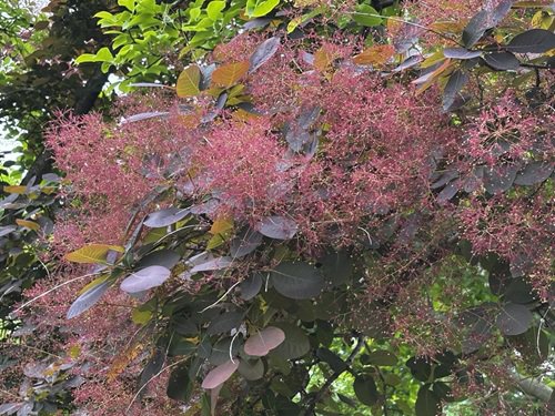 【写真６】0508 スモークツリー＠アメリカ産植物見本園2.JPG