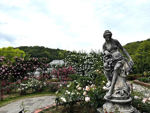 【写真5】0508 バラ園の@バラ園.jpg