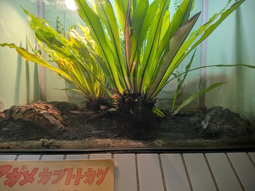 ブログ記事「どこにいるか分かりますか？」のサムネイル画像
