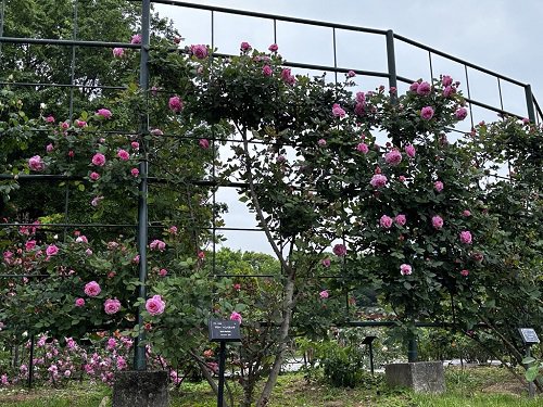 【写真９】0430 バラ（マリーヘンリエッテ）＠バラ園.JPG