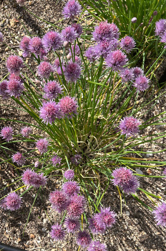 ブログ記事「風を感じる散策はいかが？　お花畑の宿根草」のサムネイル画像