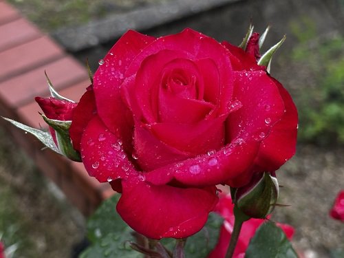 ブログ記事「植物園長の庭「ばら、バラ、薔薇」」のサムネイル画像