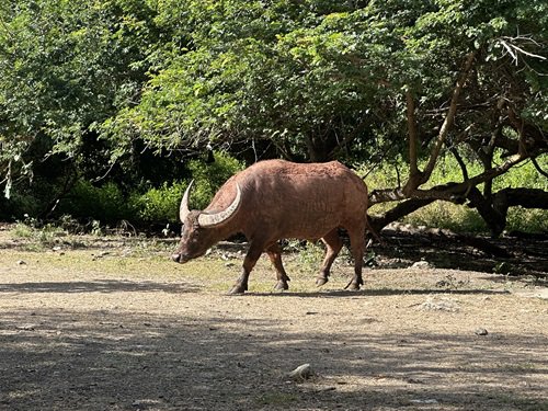 写真6 野生のウシ.jpg