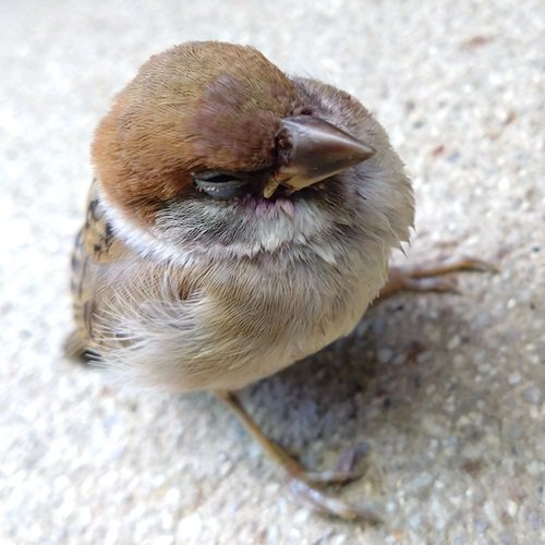 スズメの幼鳥.JPG