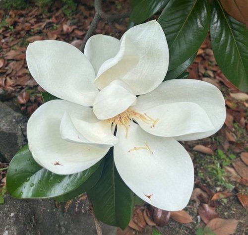 タイサンボクの花　20260616.jpg