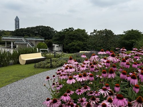 【写真６】0630 ムラサキバレンギクとベンチ＠お花畑.JPG