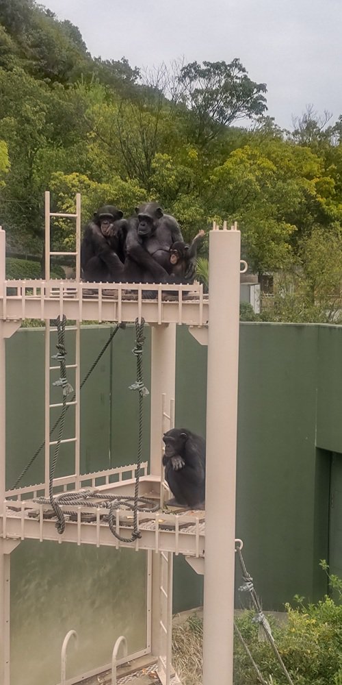写真⑥上左からカラン、カズミ、カズキ、下コエ.jpg