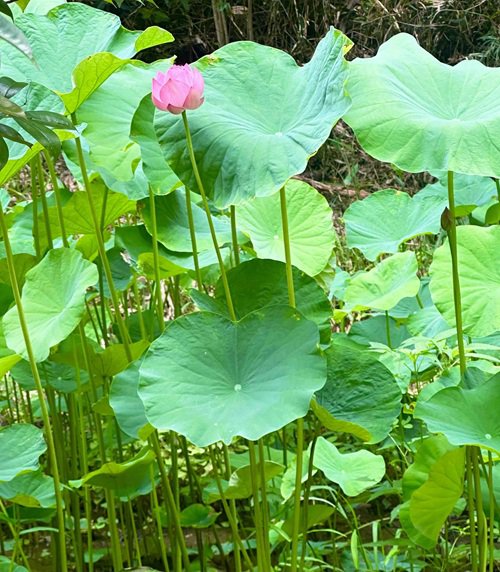 ハスの花①.jpg