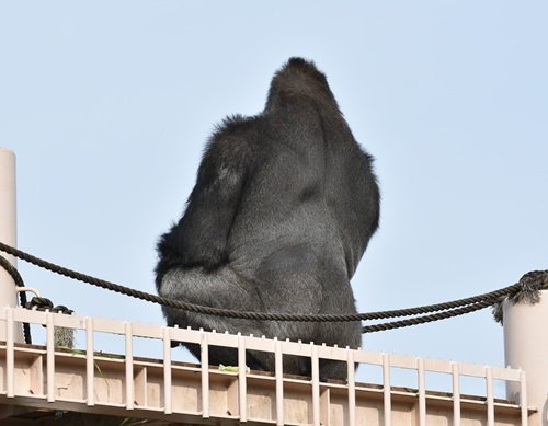 写真4　キヨマサ後ろ姿.JPG