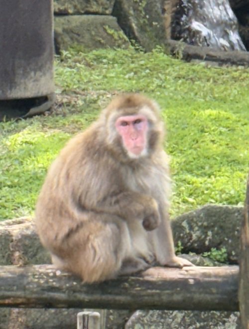 はも.JPG