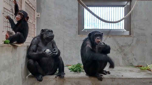 写真⑦左からカズキ、カズミ、カラン.JPG
