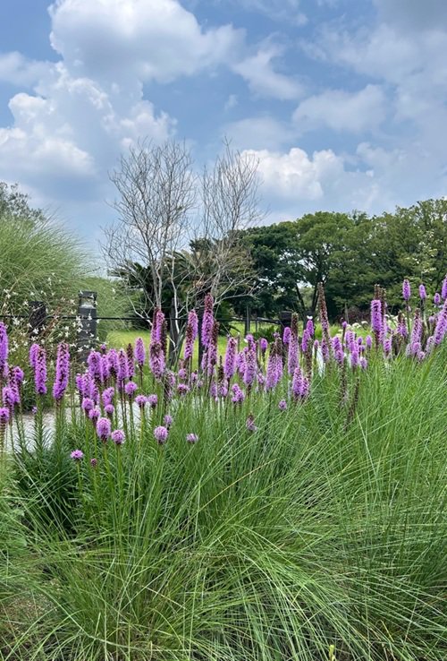 ブログ記事「お気に入り！　この花の組み合わせ（お花畑）」のサムネイル画像