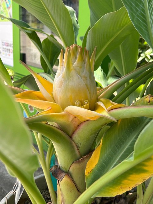 ブログ記事「バナナの仲間！チユウキンレン（植物会館前）」のサムネイル画像