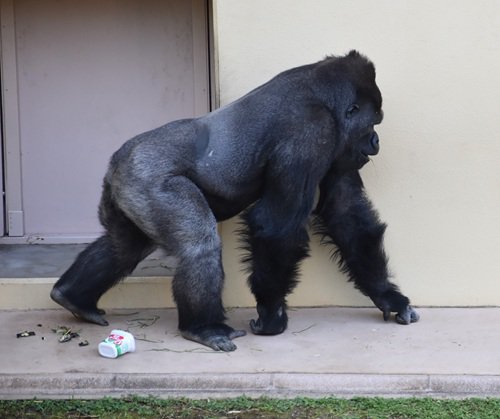 写真6　キヨマサ歩く.JPG