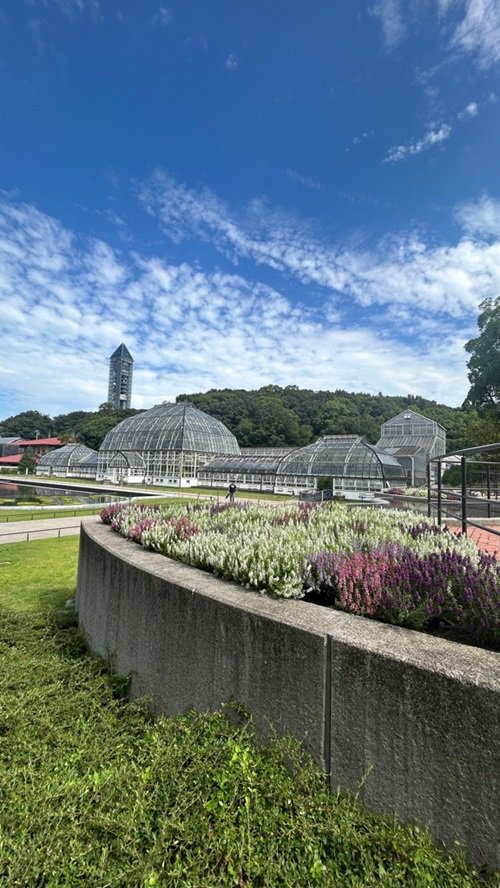 花壇に咲くアンゲロニアと温室前館　20260727.jpg