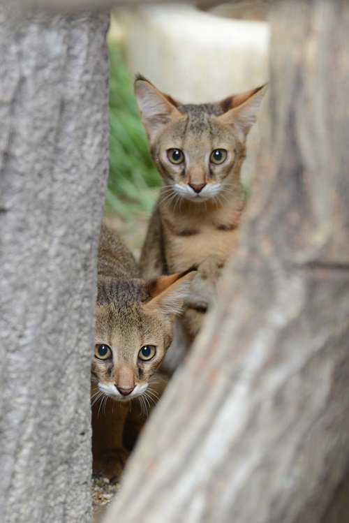 ジャングルキャット_Aa_DSC_7444.JPG