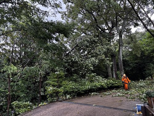 【写真３】倒木（シャクナゲの森のユリノキ）.JPG