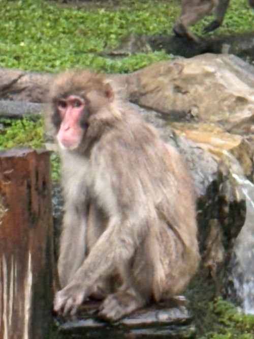 ひらめ.jpg