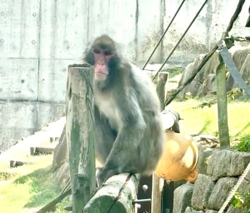 かんぱち.jpg
