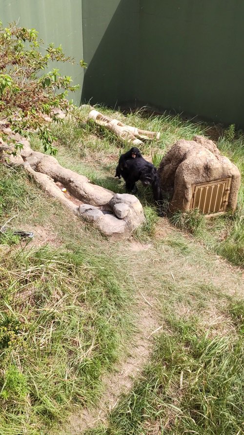 写真③カズキをおんぶして移動中.JPG