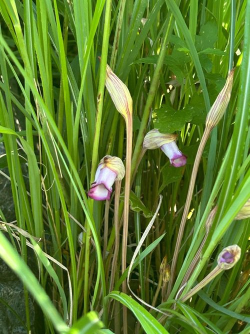 ブログ記事「季節は秋へ　ナンバンギセル（宿根草園）」のサムネイル画像