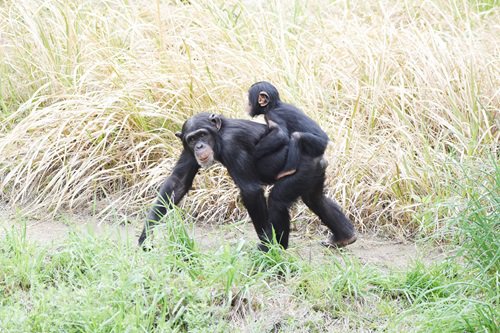 写真⑤カラン(８歳)とカズキ(１歳).jpg
