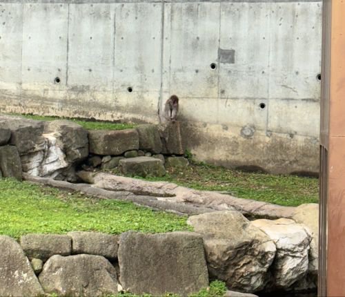 ひらめ_おまけ1.jpg
