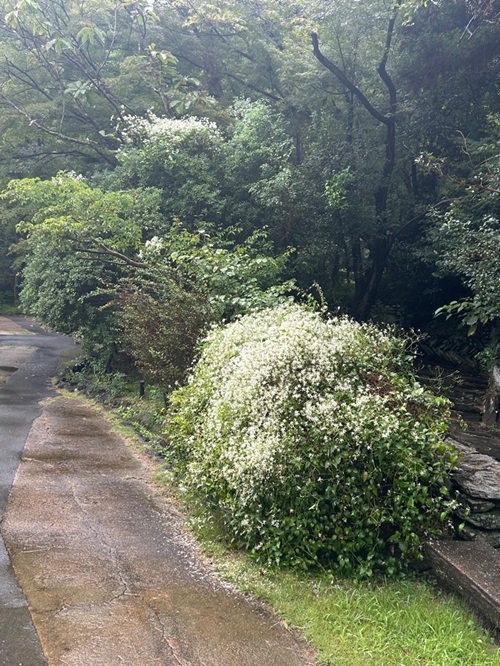 センニンソウ 遠景20260907.jpg