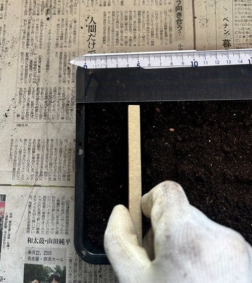 まき溝を作る.JPG