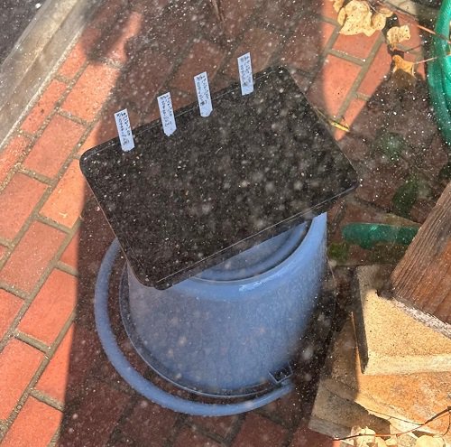 水やり.jpg