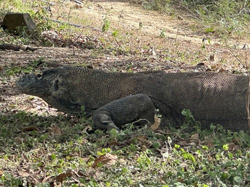 写真2　リンチャ島のコモドオオトカゲ.jpg