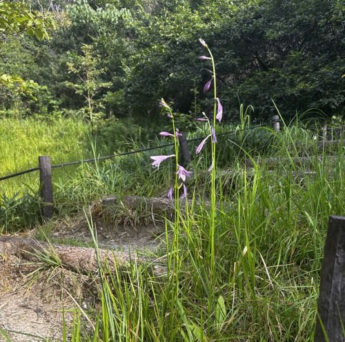 【写真８】0822 ミズギボウシ２＠湿地園.JPG