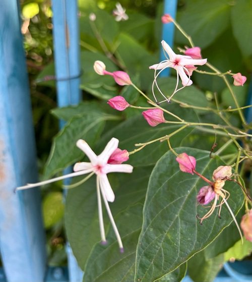クサギ 花 20261003.jpg