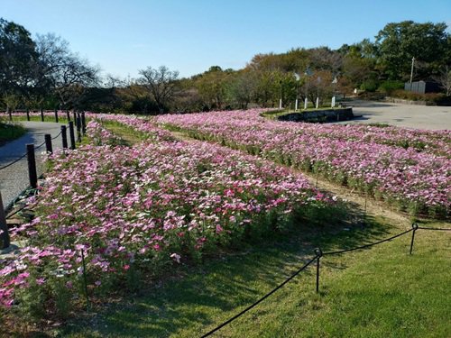 梅林側から見たコスモス花壇.jpg