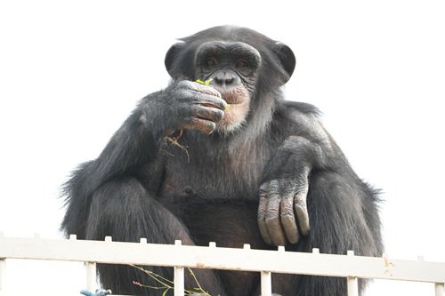 写真④カラン(８歳).JPG