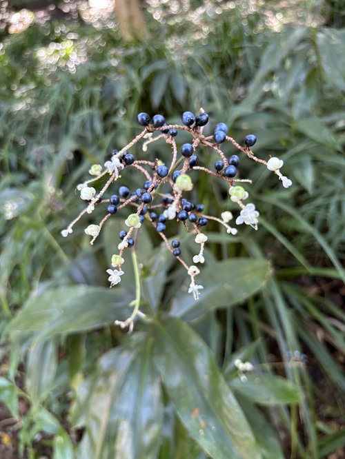 【写真９】ヤブミョウガの花と実.JPG