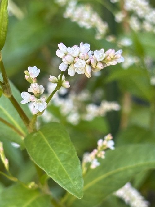 【写真１０】アイの花.JPG