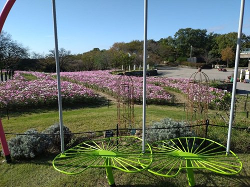 コスモス宇花壇を背景にリーフベンチに座ってパチリ.jpg