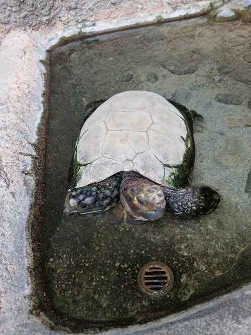 プール気持ちいいな.jpg