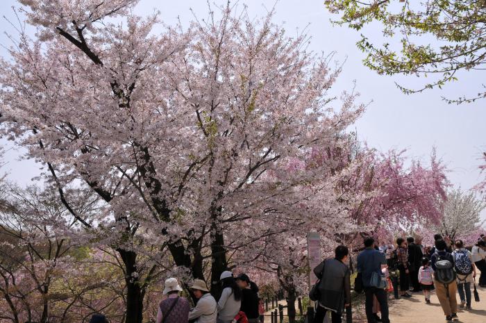 ②園内（桜の回廊）.jpg