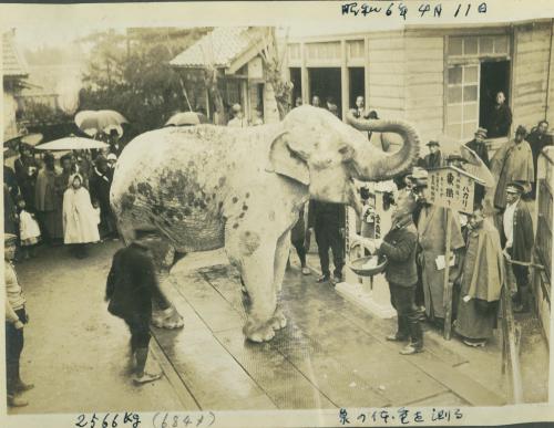 名古屋の動物園で最初に飼育されたゾウの花子.jpg