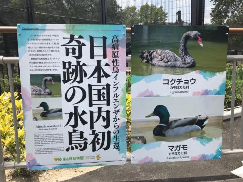 奇跡の水鳥の紹介看板.jpg