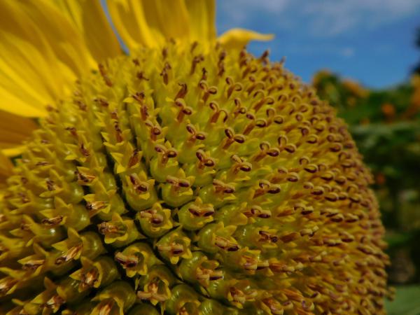 写真②筒状花には５弁の花びらがあります.jpg