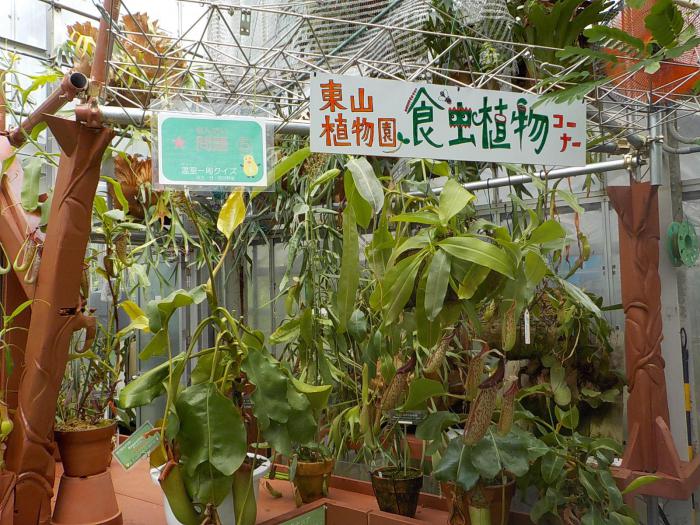 ブログ記事「温室！食虫植物コーナーが新しくなりました！！」のサムネイル画像