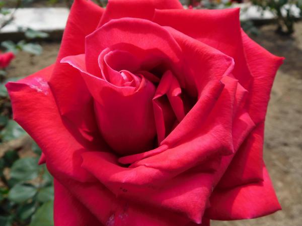ブログ記事「植物園長の庭（薔薇色）」のサムネイル画像