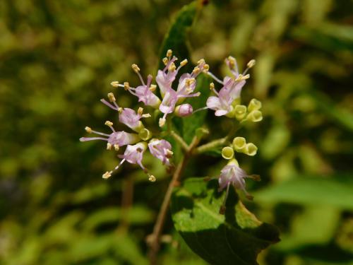 ブログ記事「植物の色（小紫　こむらさき）」のサムネイル画像